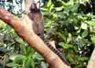 動物図鑑・コモンマーモセット 4